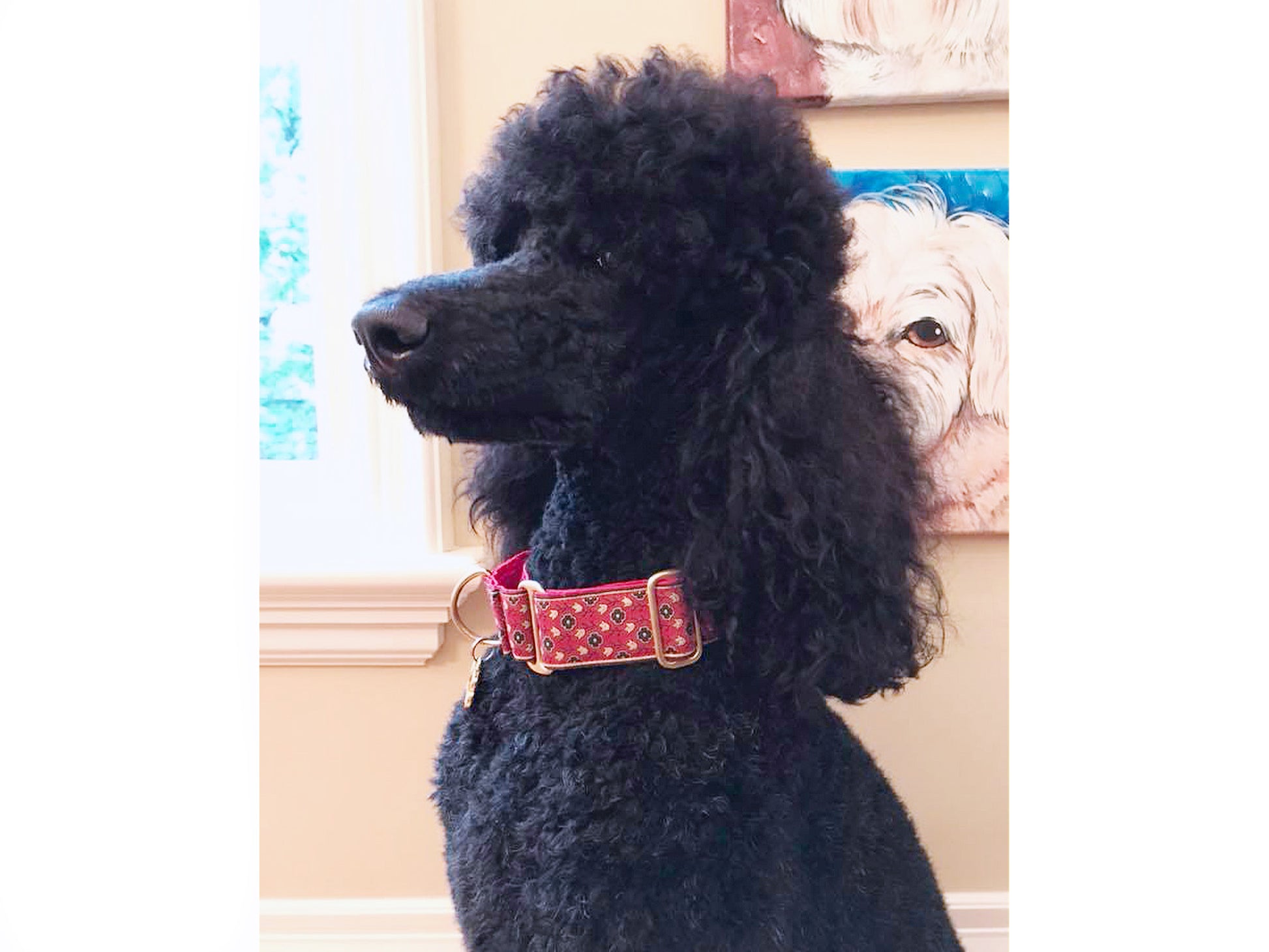 Poodle wearing the 1.5 Inch Wide Red Stratford Dog Collar by The Hound Haberdashery