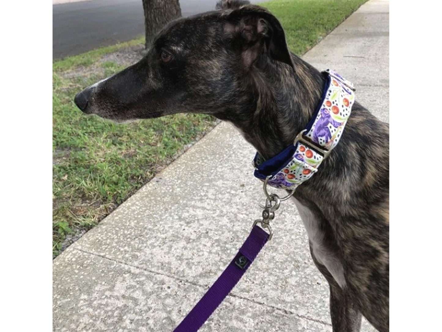 Greyhound wearing the 1.5 Inch Wide Cheeky Monkey Martingale Dog Collar by The Hound Haberdashery