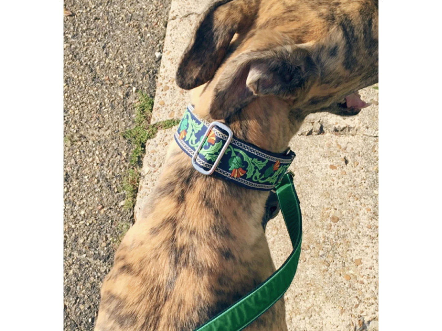 Greyhound wearing the 1.5 Inch Wide Navy Thistle Martingale Dog Collar by The Hound Haberdashery