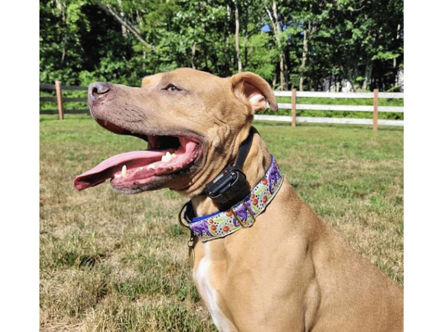 Pit Bull wearing the 1.5 Inch Wide Cheeky Monkey Dog Collar by The Hound Haberdashery