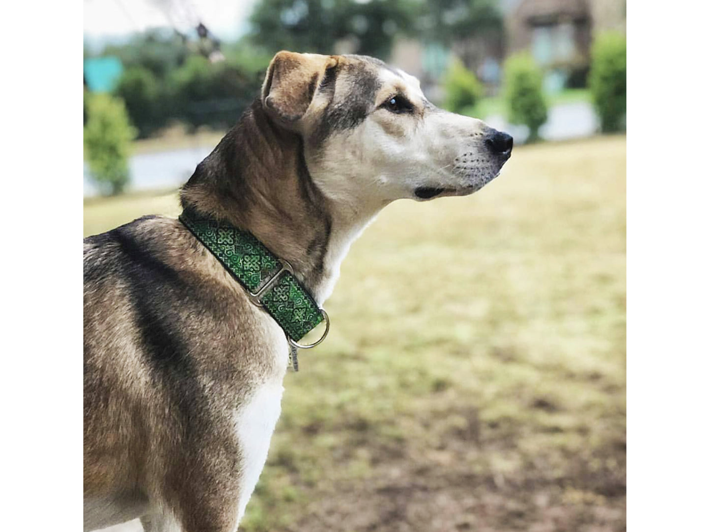 Dog wearing the 1.5 Inch Wide Green, Gold Nobility Dog Collar by The Hound Haberdashery