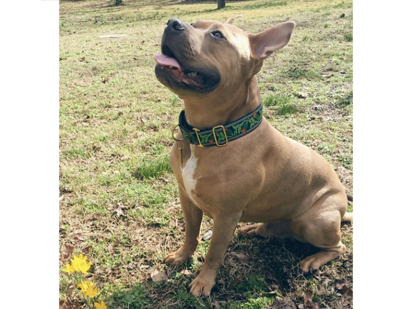 French Bulldog wearing the 1.5 Inch Wide Navy Thistle Martingale Dog Collar by The Hound Haberdashery