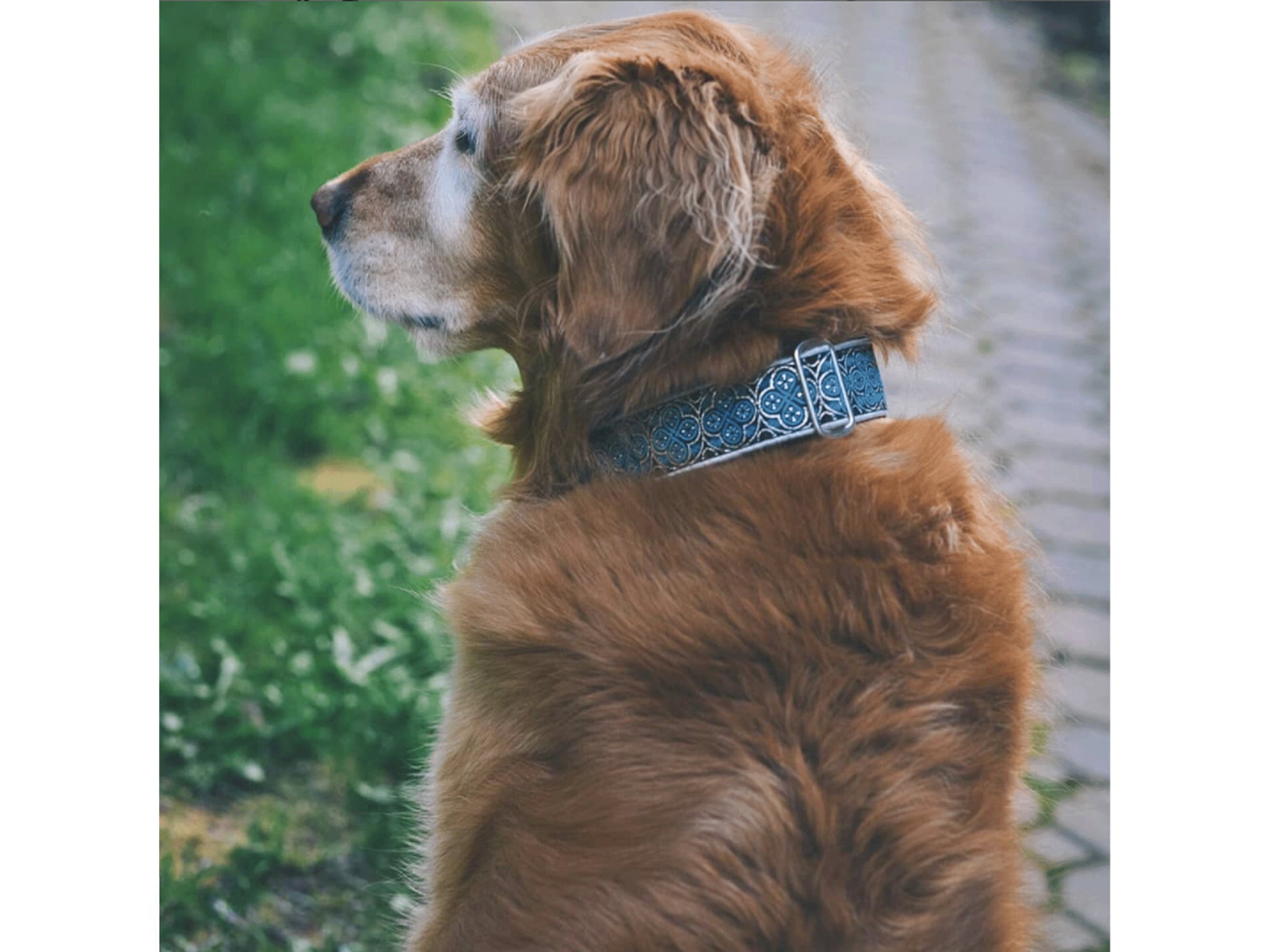 Golden Retriever in 1.5 Inch Wide Silver, Blue Blarney Dog Collar by The Hound Haberdashery