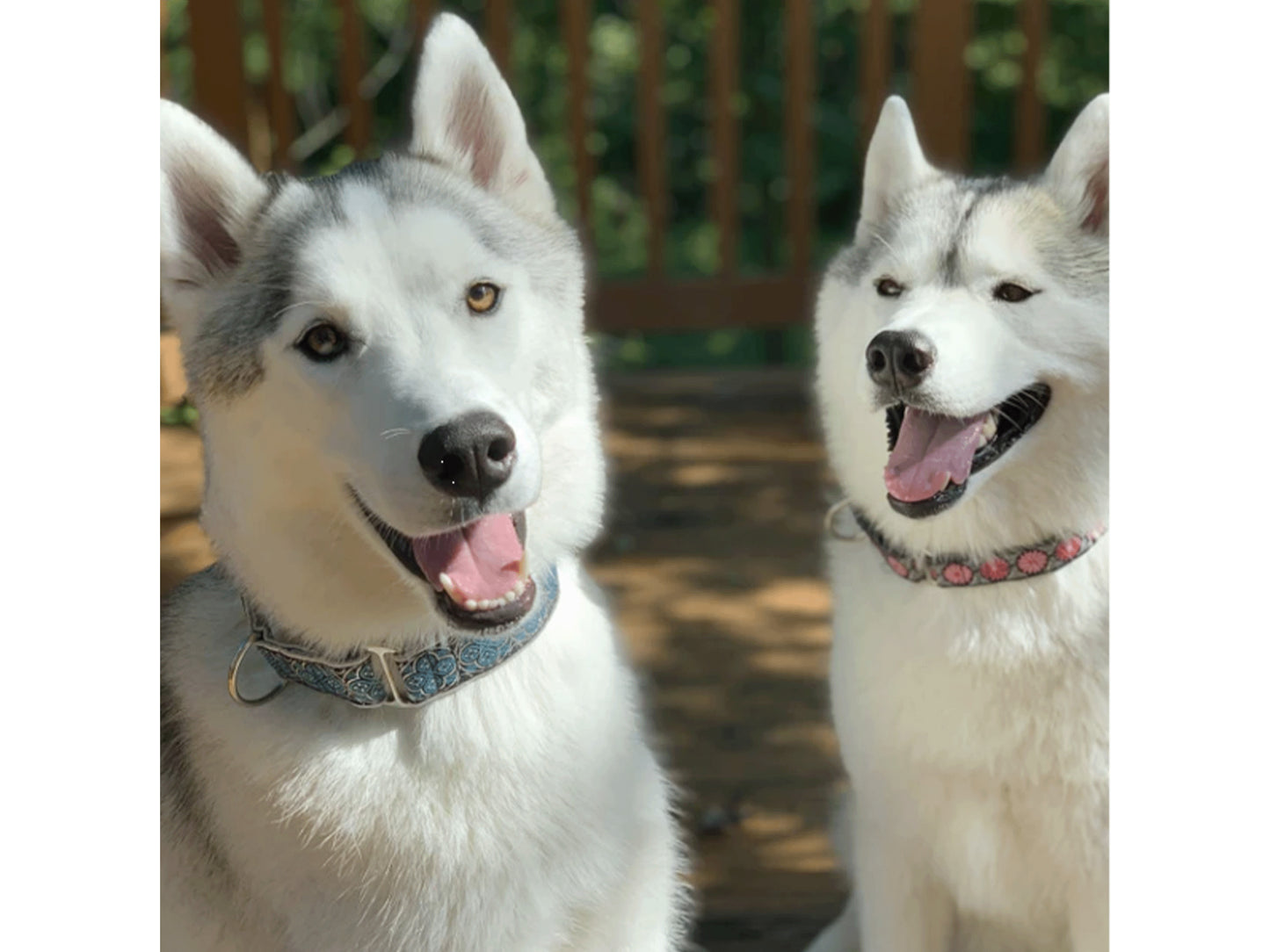 Husky in 1.5 Inch Wide Silver, Blue Blarney Dog Collar by The Hound Haberdashery