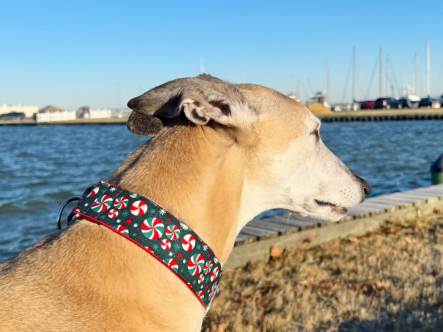 Greyhound wearing the 1.5 Inch Wide Christmas Peppermints Martingale Dog Collar by The Hound Haberdashery