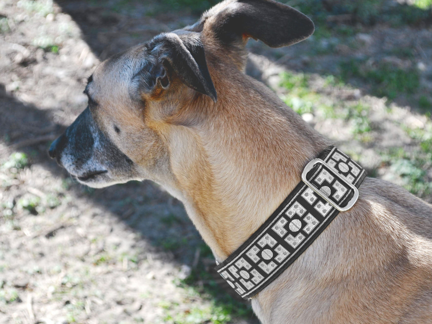 Greyhound wearing 1.5 Inch Wide Black, Silver Riveted Martingale Dog Collar by The Hound Haberdashery