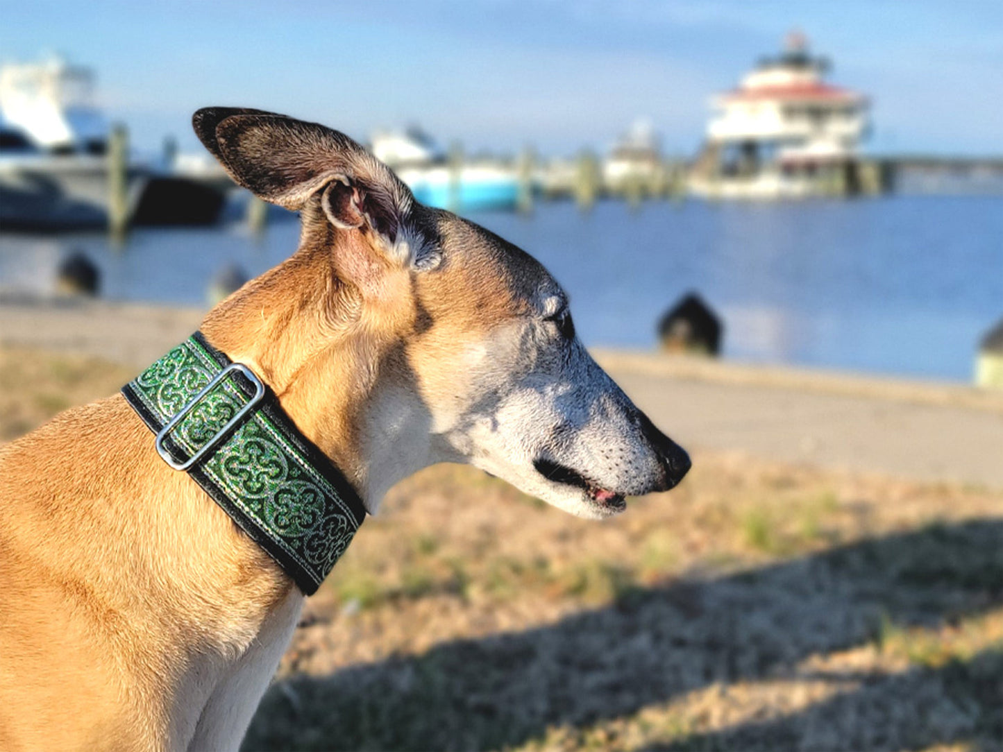 Greyhound wearing the 2 Inch Wide Green, Silver Celtic Cross Martingale Dog Collar by The Hound Haberdashery