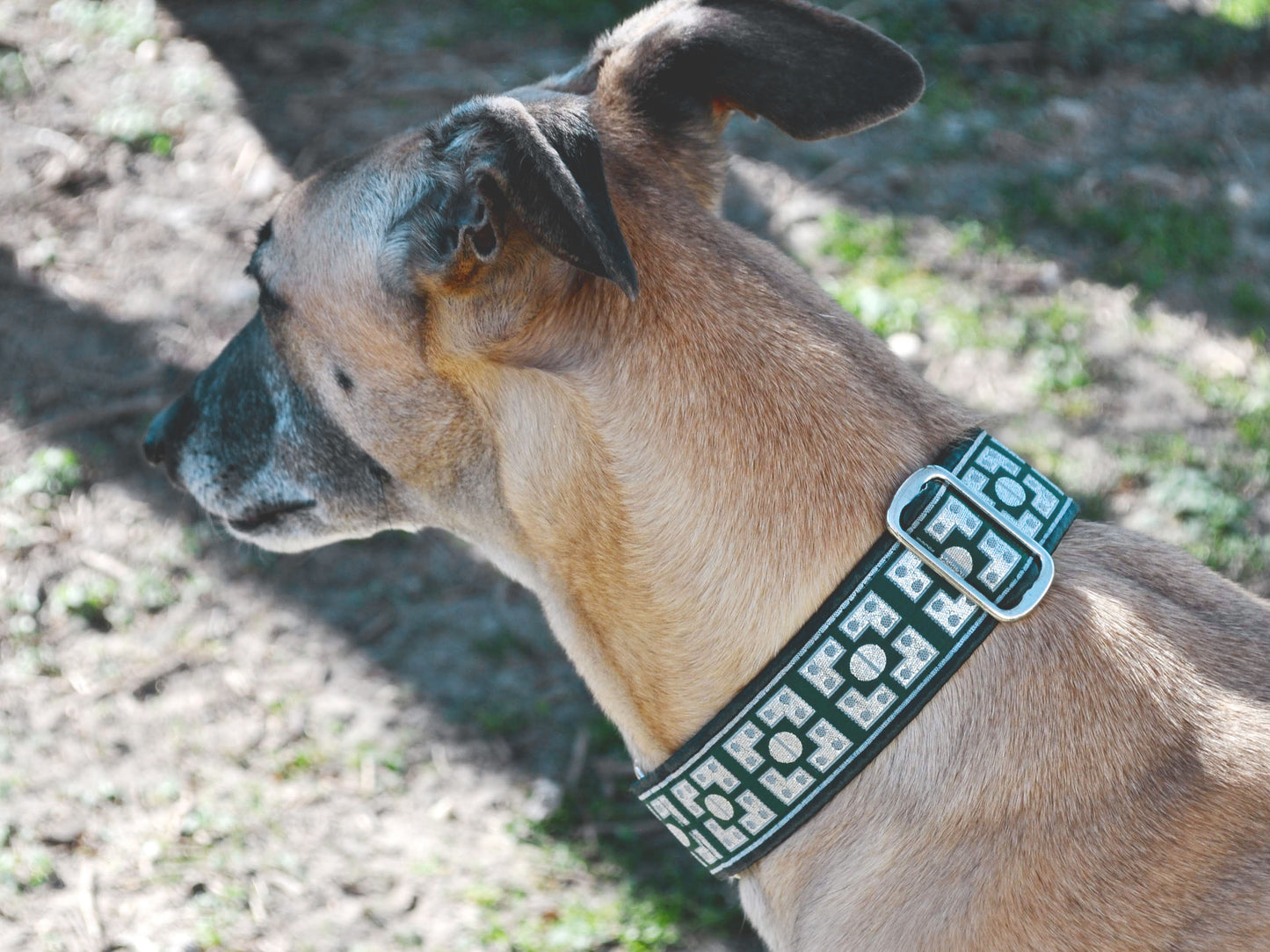 Greyhound wearing the 1.5 Inch Wide Green, Silver Riveted Martingale Dog Collar by The Hound Haberdashery