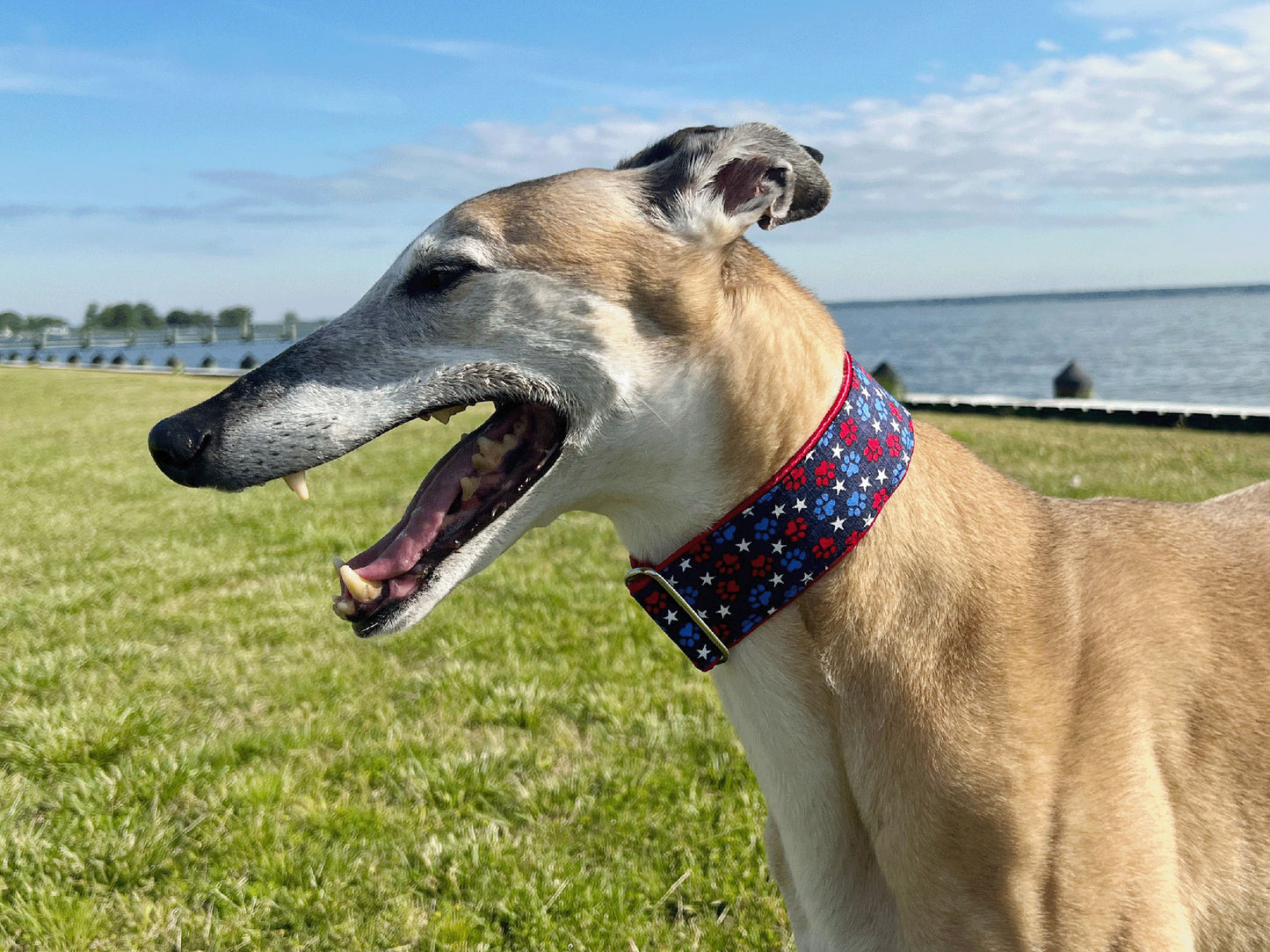 Greyhound wearing the 2 Inch Wide Patriotic Paws Martingale Dog Collar by The Hound Haberdashery