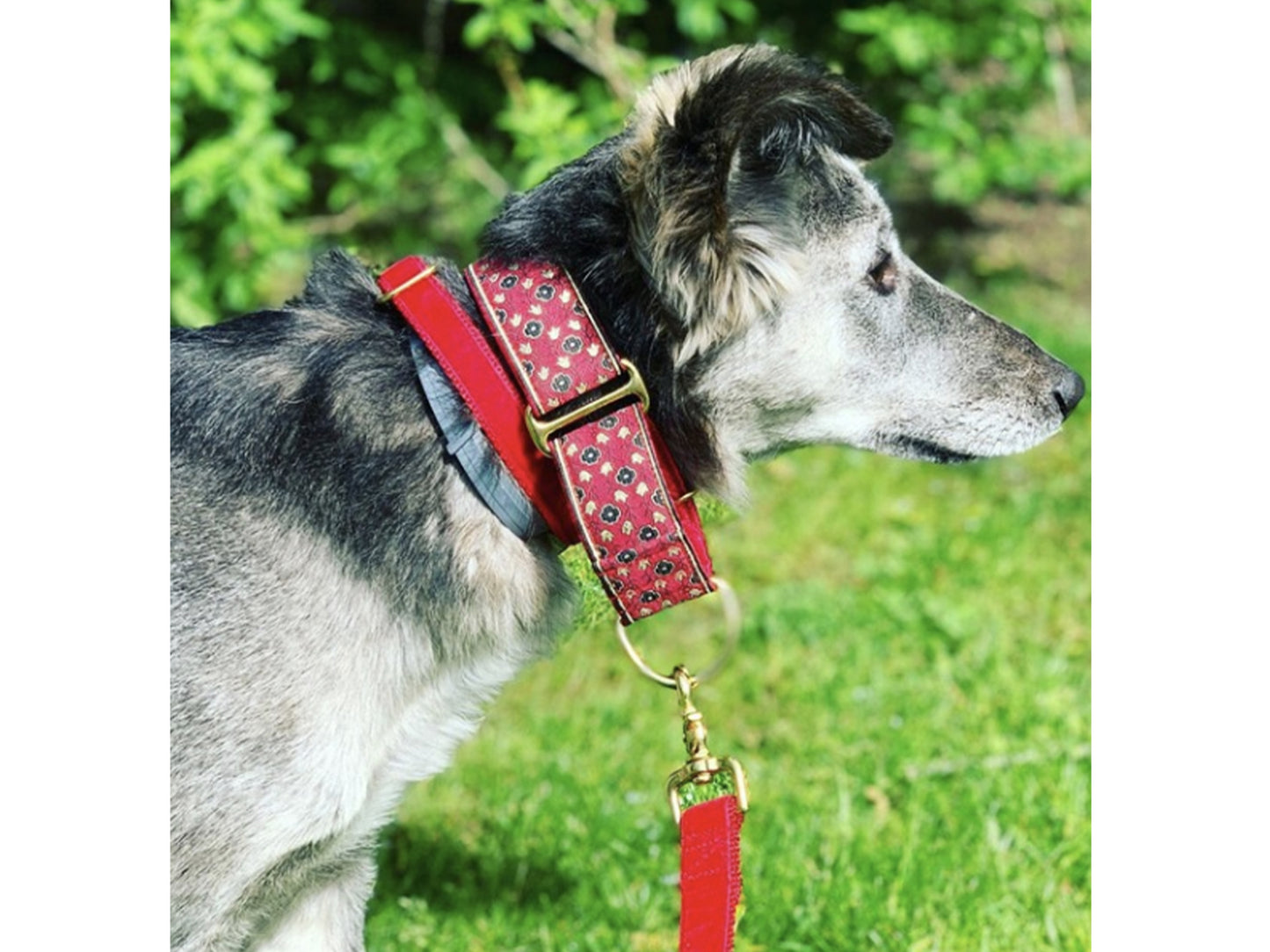 Dog wearing the 1.5 Inch Wide Red Stratford Dog Collar by The Hound Haberdashery