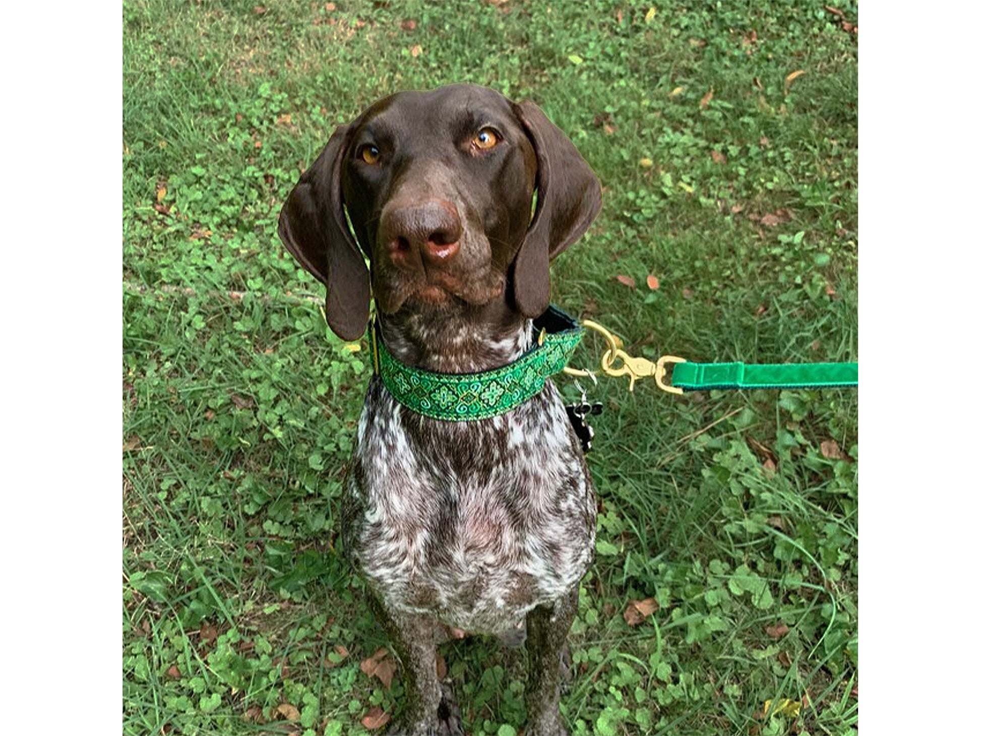 German Pointer wearing the 1.5 Inch Wide Green, Gold Nobility Martingale Dog Collar by The Hound Haberdashery