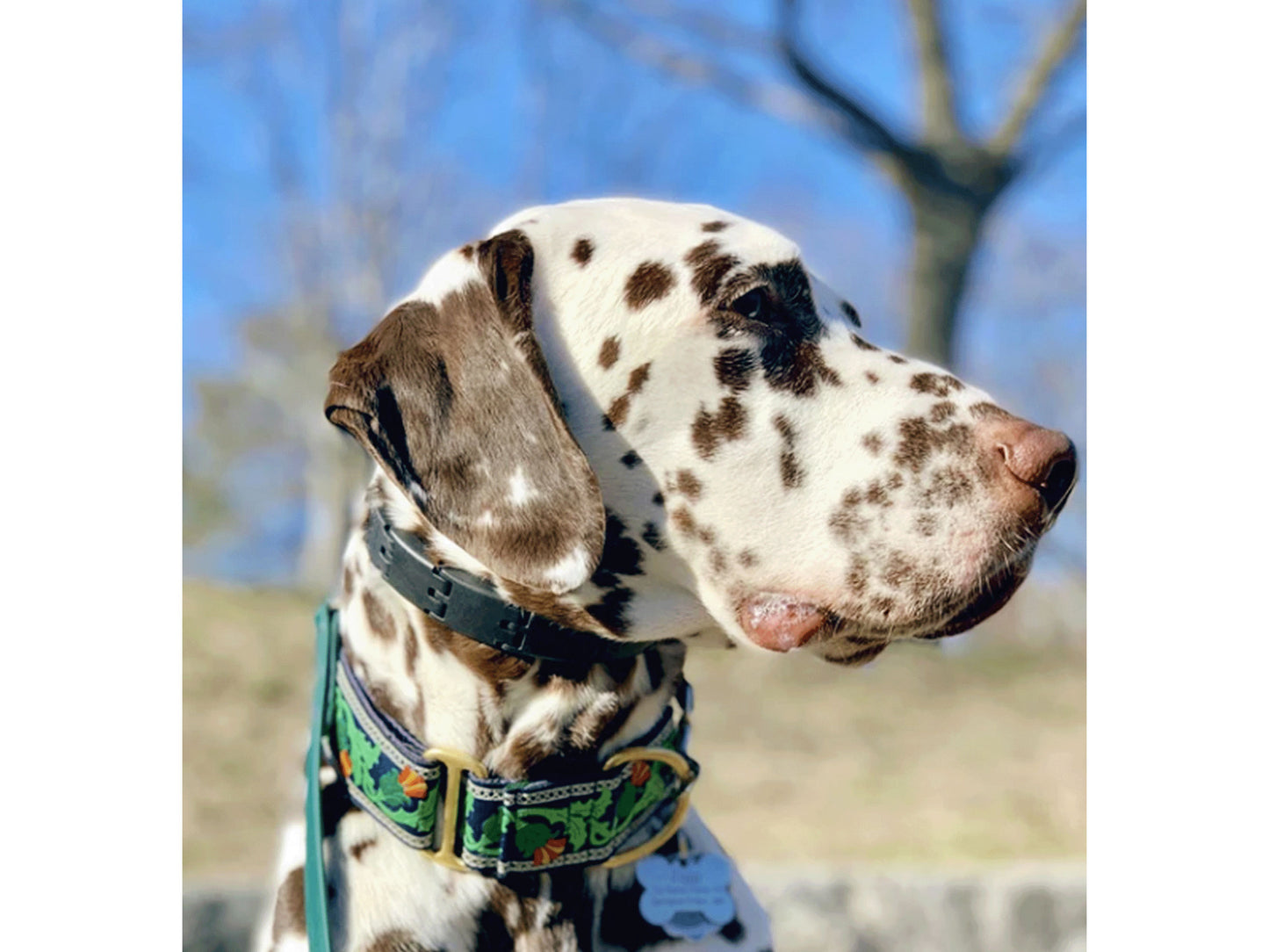 German Pointer wearing the 1.5 Inch Wide Navy Thistle Dog Collar by The Hound Haberdashery