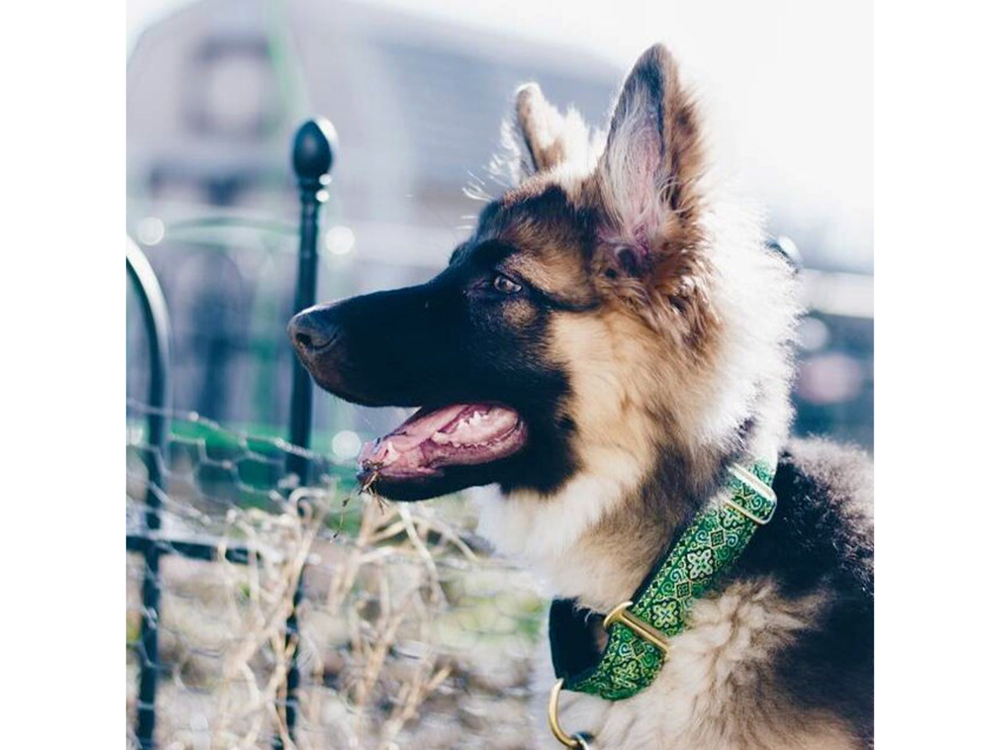 German Shepherd Puppy wearing the 1.5 Inch Wide Green, Gold Nobility Martingale Dog Collar by The Hound Haberdashery