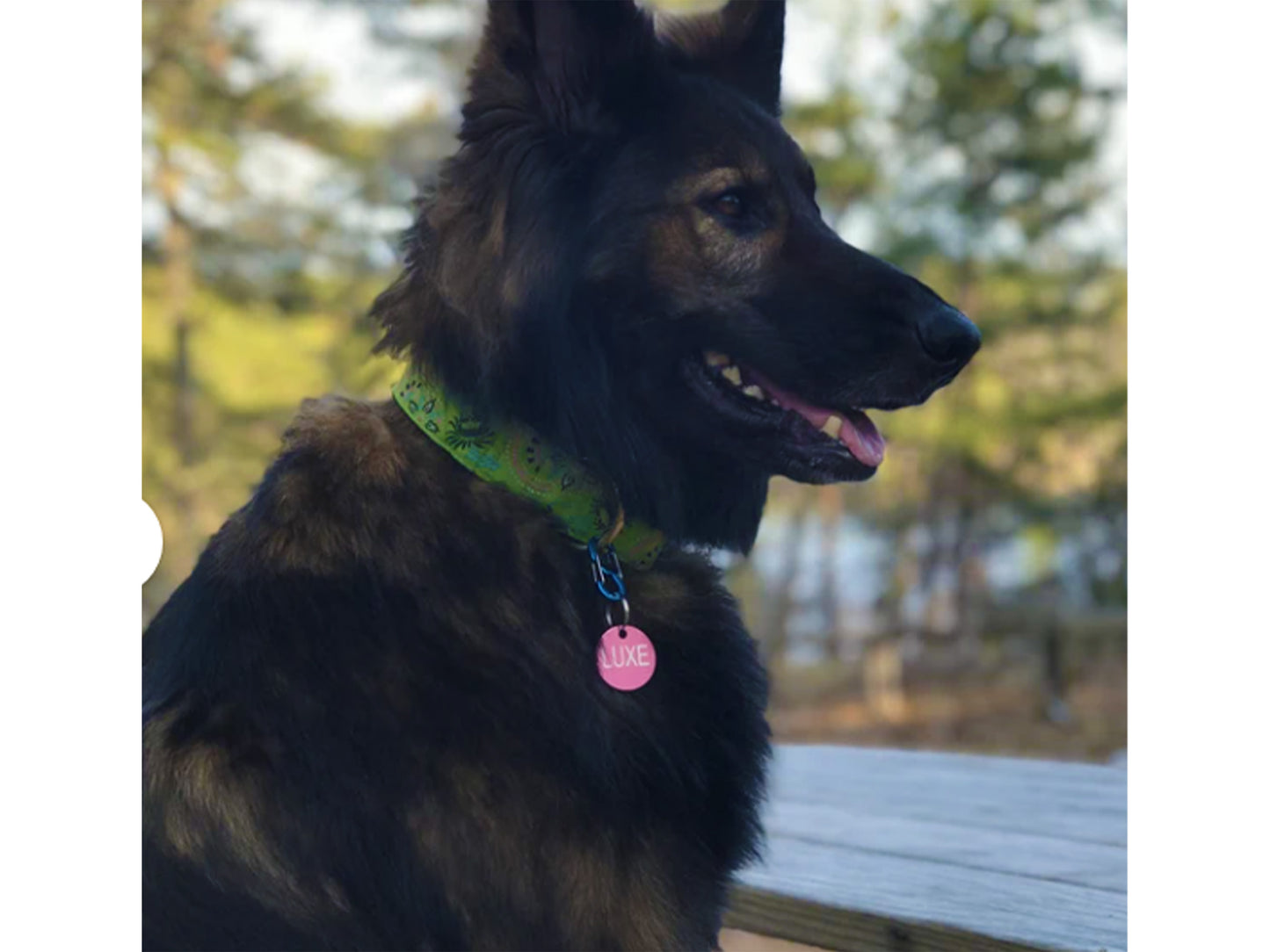 Shepherd wearing the 1.5 Inch Wide Lime Green Flower Burst Dog Collar by The Hound Haberdashery