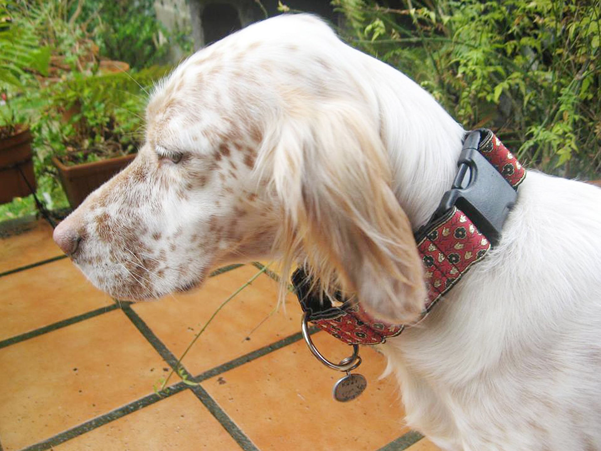 Spaniel dog wearing the 1.5 Inch Wide Red Stratford Dog Collar by The Hound Haberdashery