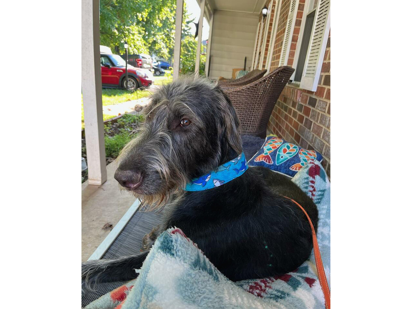 Wolfhound wearing the 2 Inch Wide Sharks! Dog Collar by The Hound Haberdashery