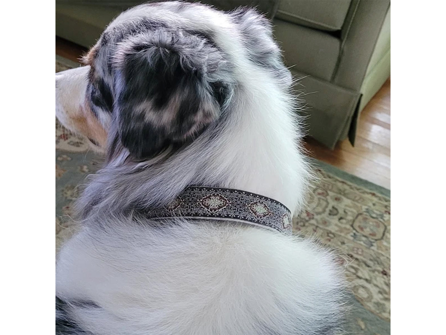 Australian Shepherd wearing the 1 Inch Wide Montreal Dog Collar by The Hound Haberdashery