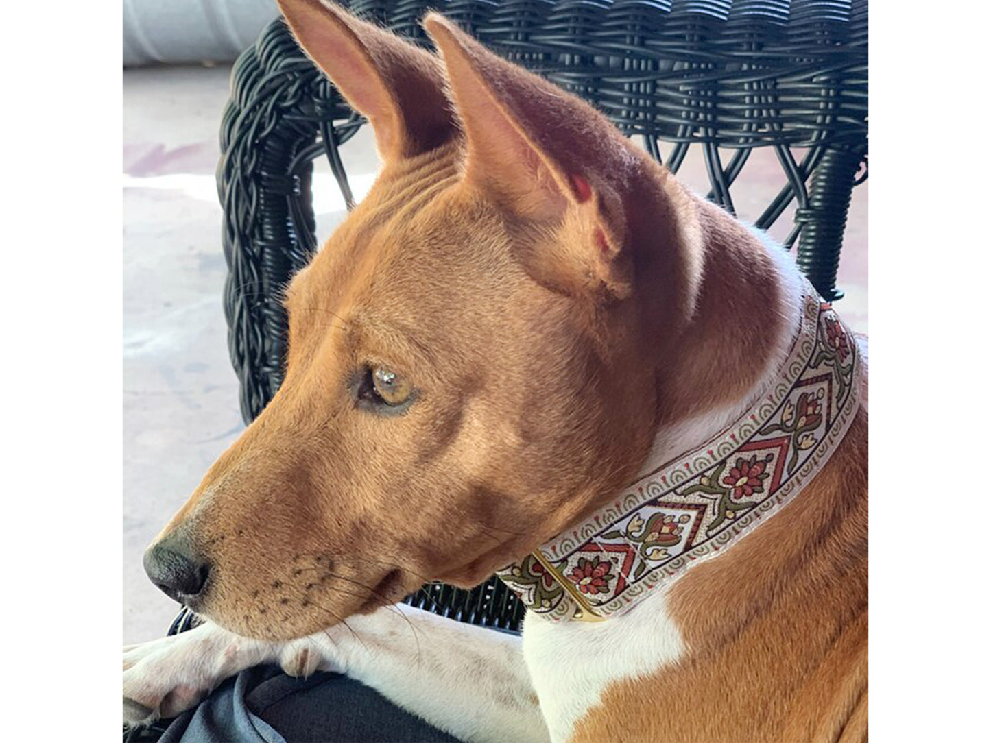 Dog wearing the Creme Bavaria dog collar by The Hound Haberdashery