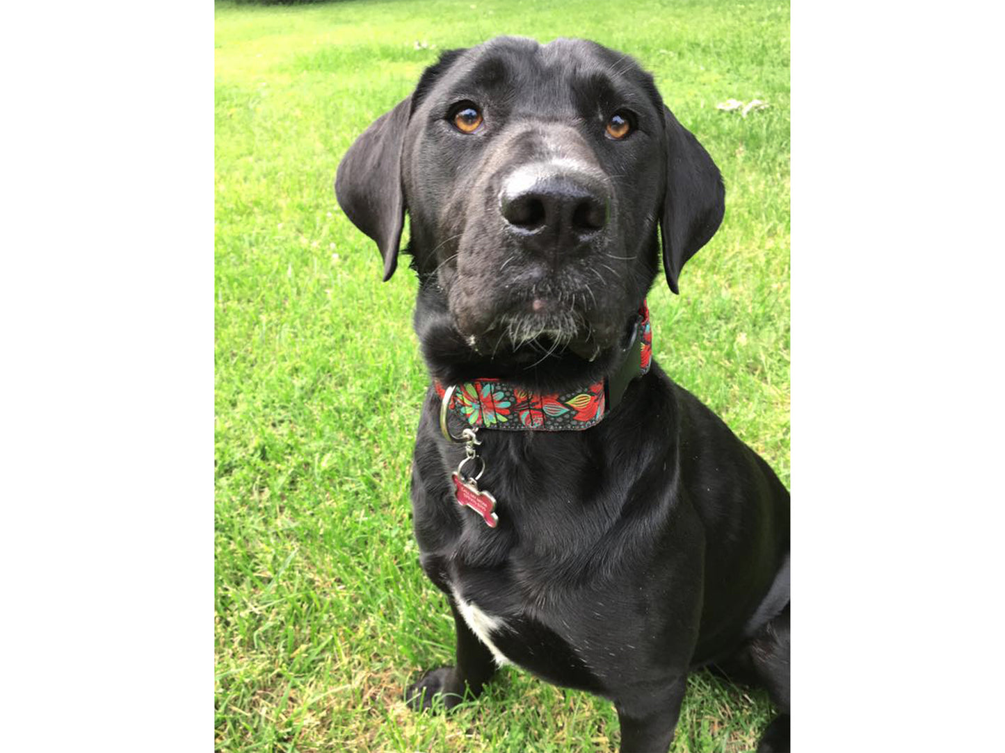 Black Lab wearing the 1.5 Inch Wide Pop Art Petals Buckle Dog Collar by The Hound Haberdashery