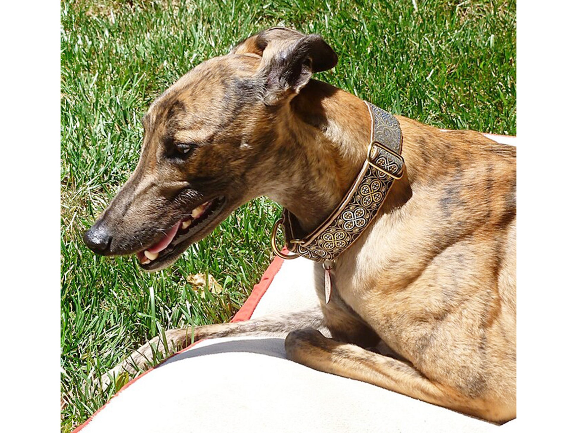 Greyhound wearing the 1.5 Inch Wide Gold, Silver Blarney Martingale Dog Collar by The Hound Haberdashery