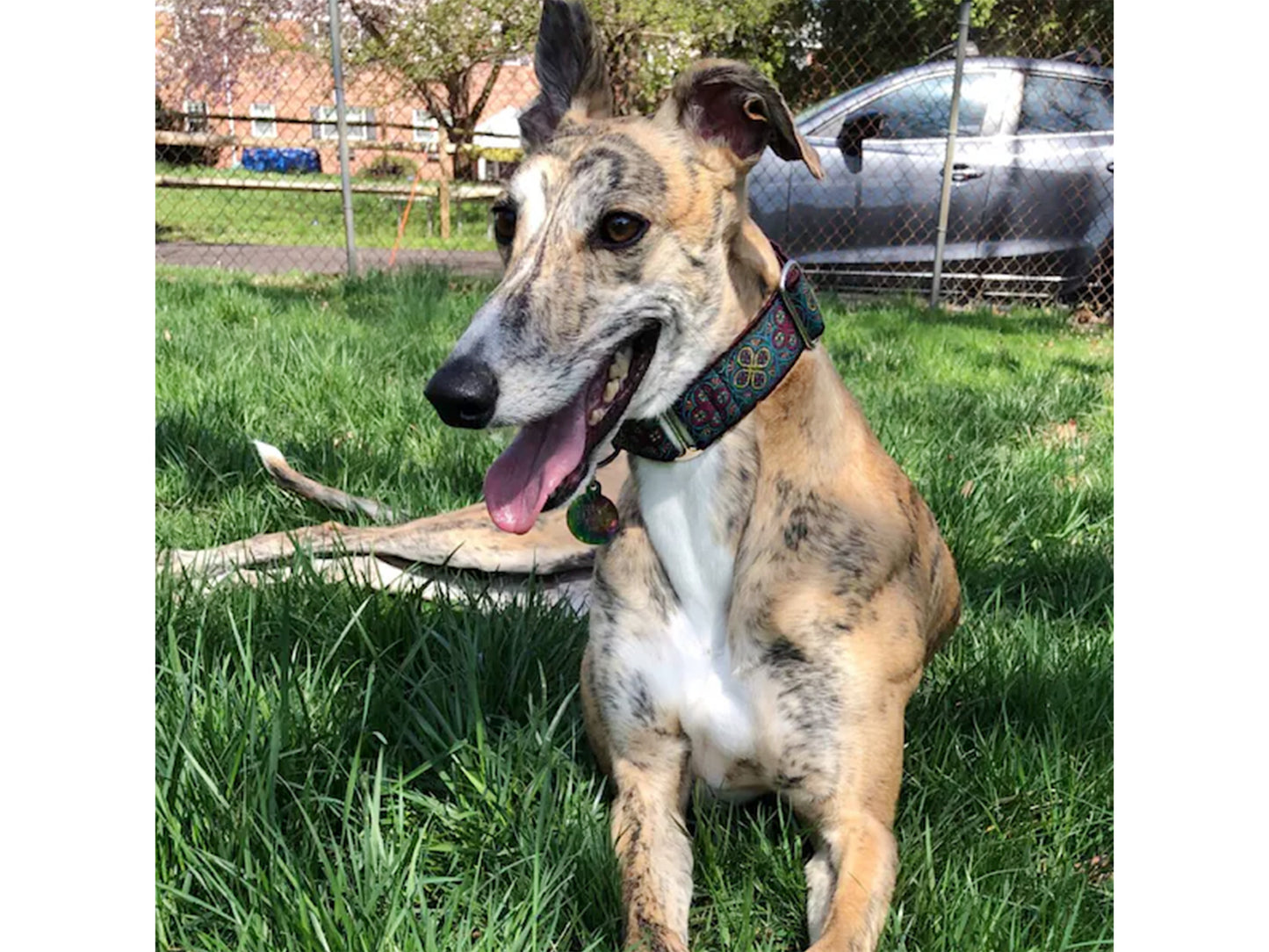 Greyhound wearing the 1.5 Inch Wide Plum, Teal Blarney Martingale Dog Collar by The Hound Haberdashery