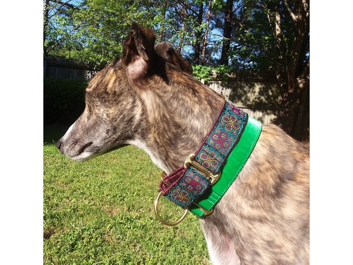 Brindle Greyhound wearing the 1.5 Inch Wide Plum, Teal Blarney Martingale Dog Collar by The Hound Haberdashery