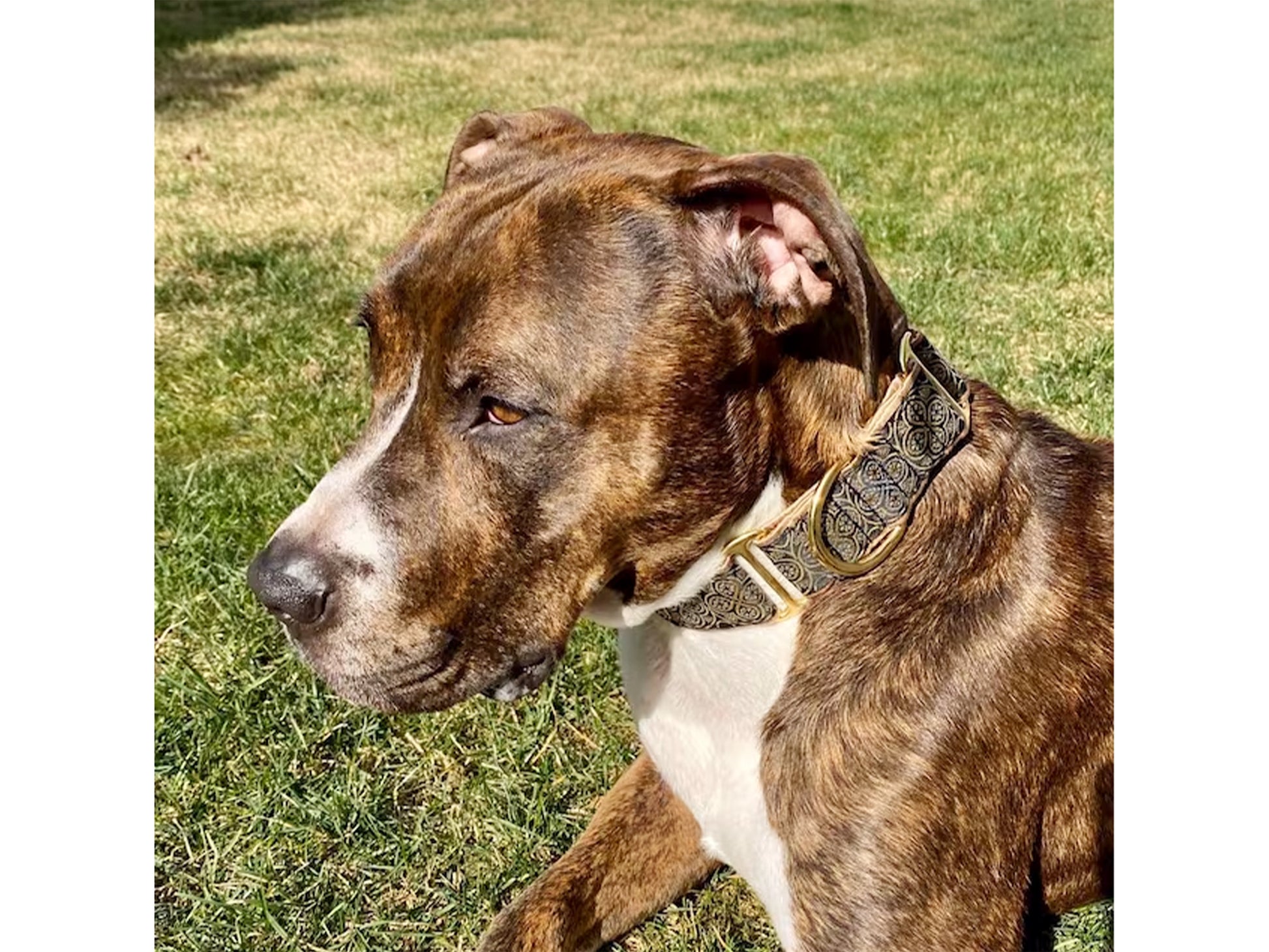 Brindle Pit Bull wearing the 1.5 Inch Wide Gold, Silver Blarney Dog Collar by The Hound Haberdashery