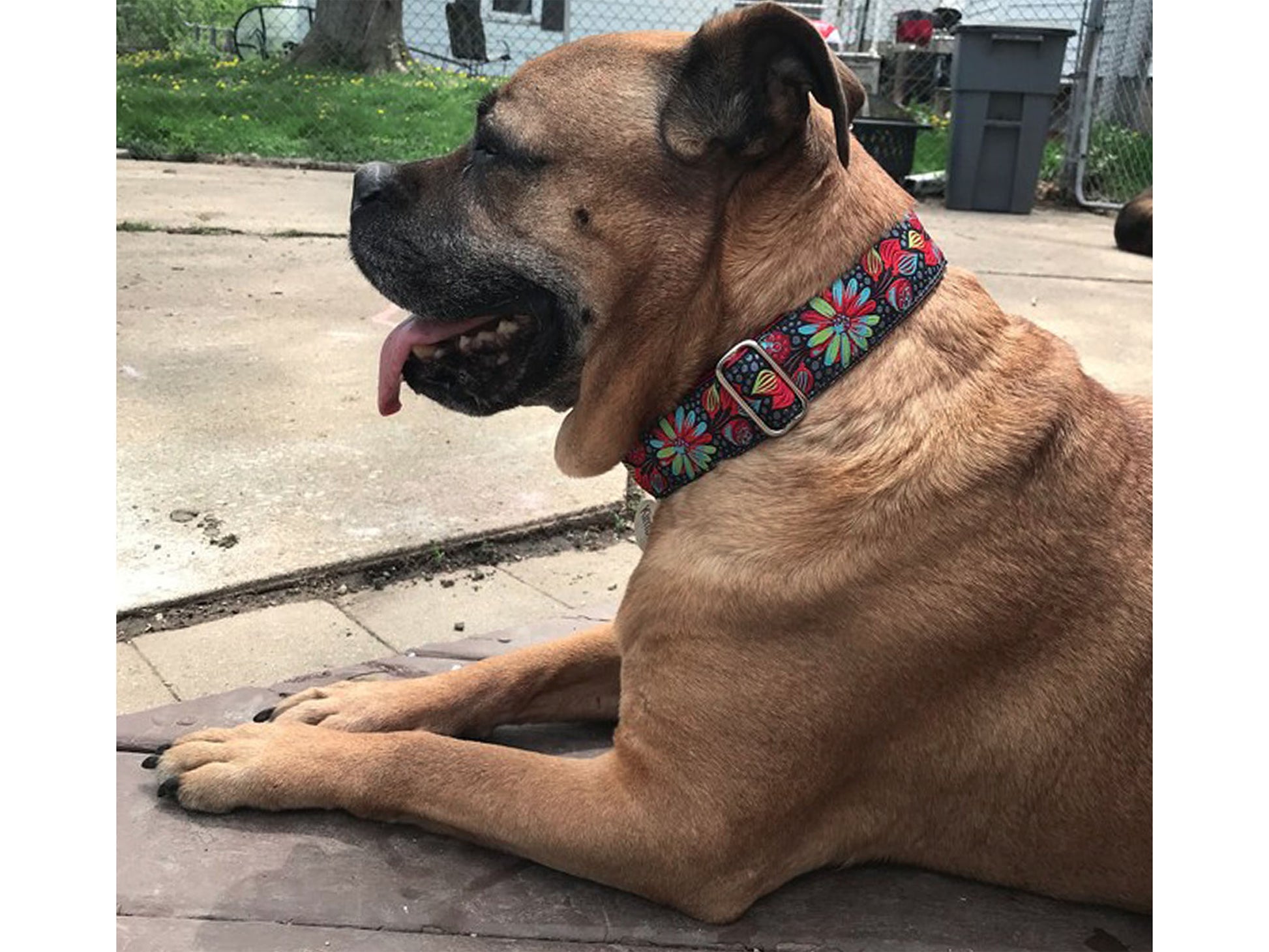 Mastiff wearing the 1.5 Inch Wide Pop Art Petals Dog Collar by The Hound Haberdashery