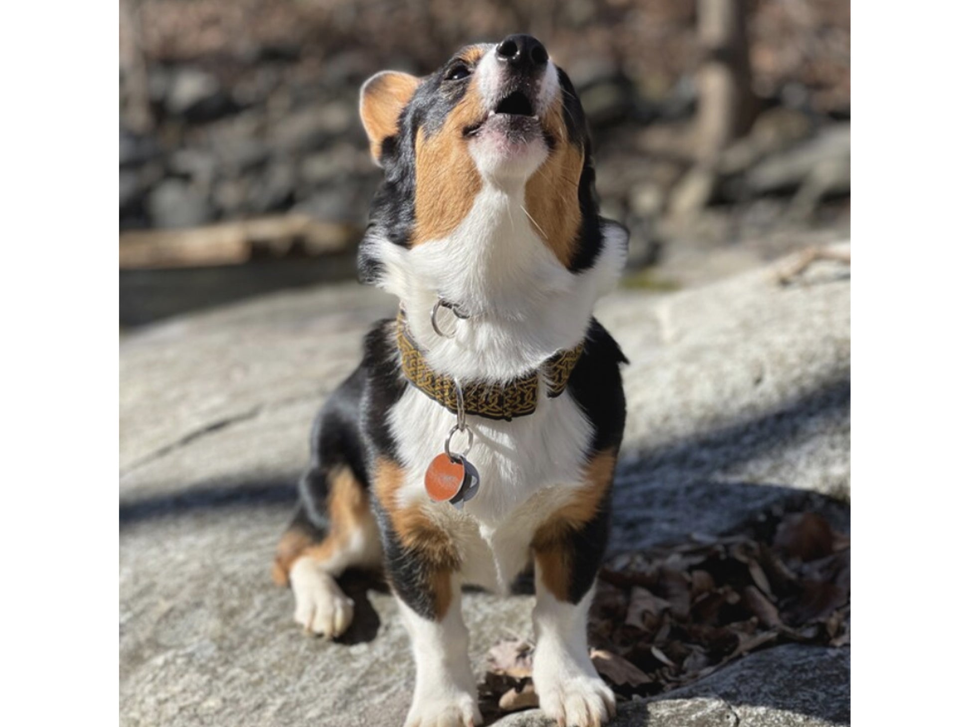 Corgi wearing the 1.5 Inch Wide Black & Old Gold Wexford Celtic Braid Dog Collar by The Hound Haberdashery