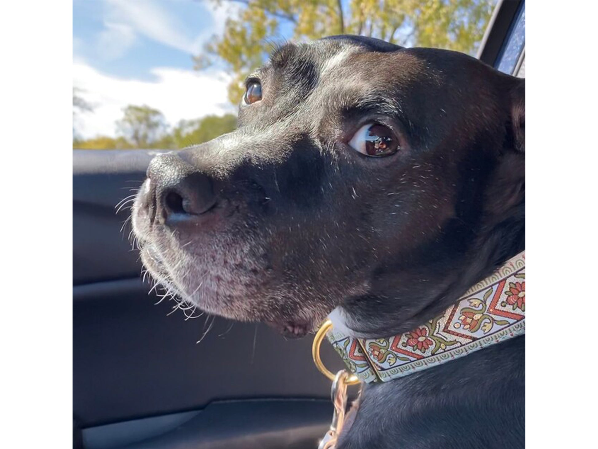 Dog wearing the Creme Bavaria dog collar by The Hound Haberdashery