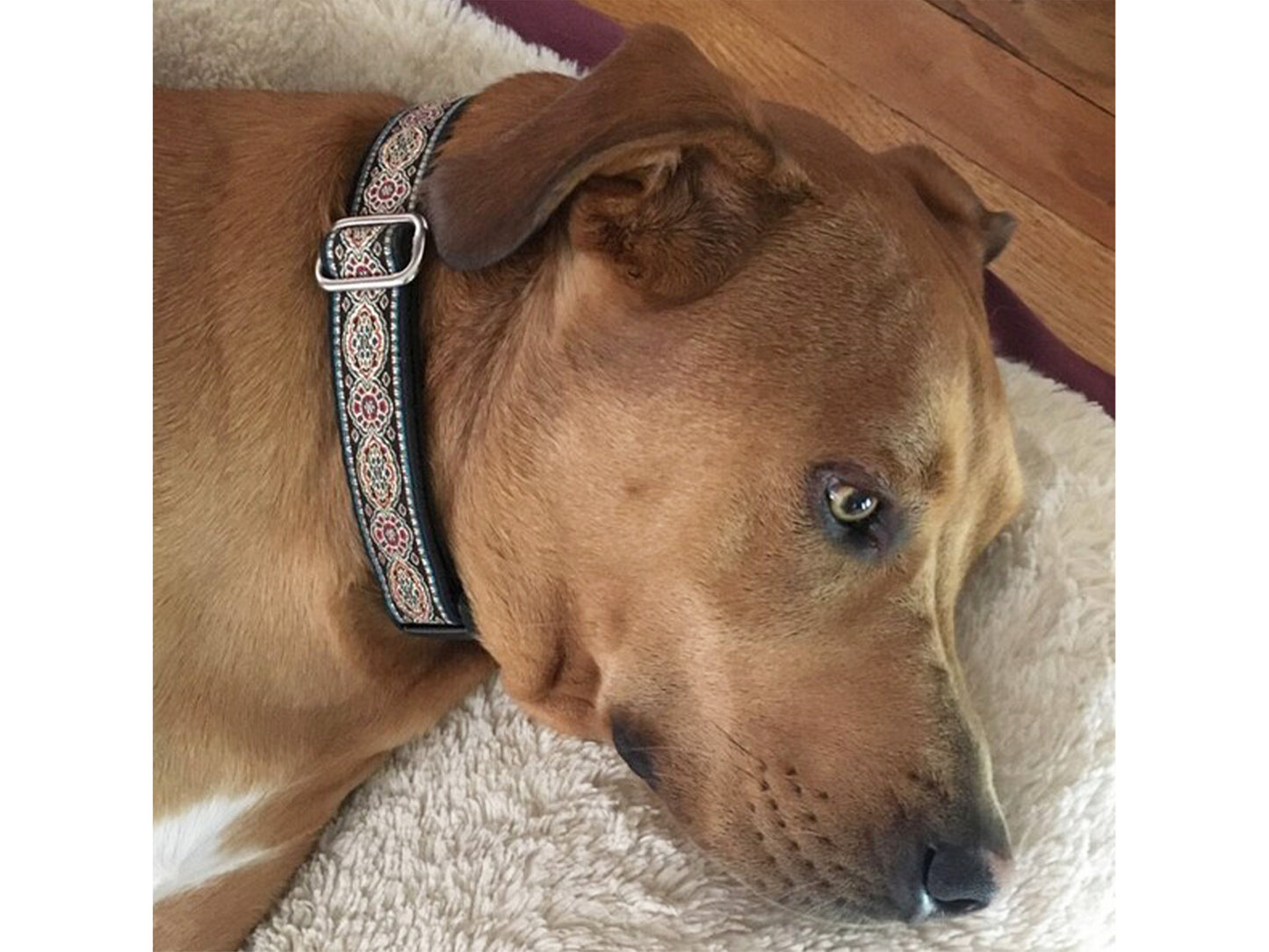 Dog wearing 1 Inch Wide Crown Jewels Dog Collar by The Hound Haberdashery