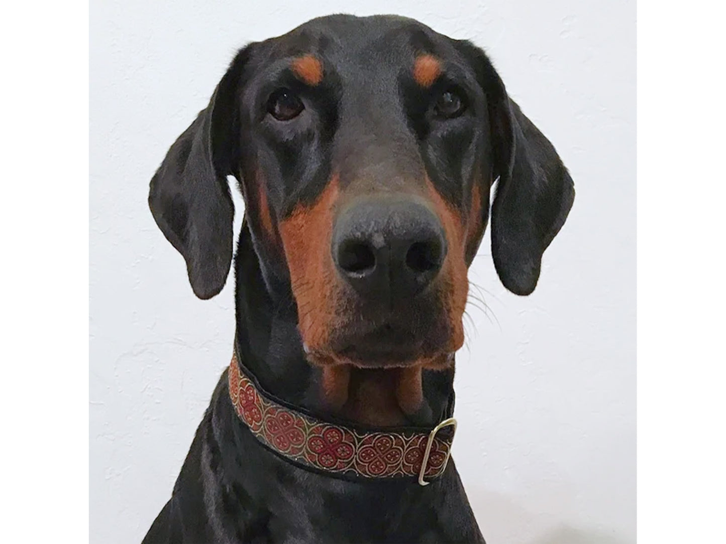 Dobie wearing the 1.5 Inch Wide Red, Gold Blarney Dog Collar by The Hound Haberdashery