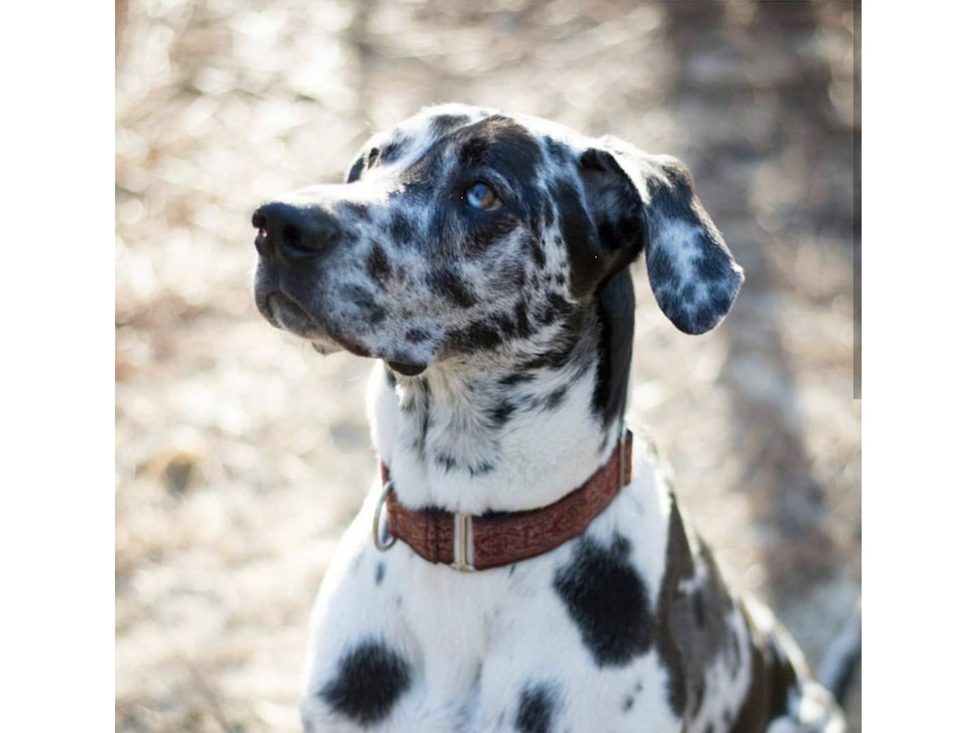 Great Dane wearing the 1.5 Inch Wide Burgundy Canterbury Martingale Dog Collar by The Hound Haberdashery