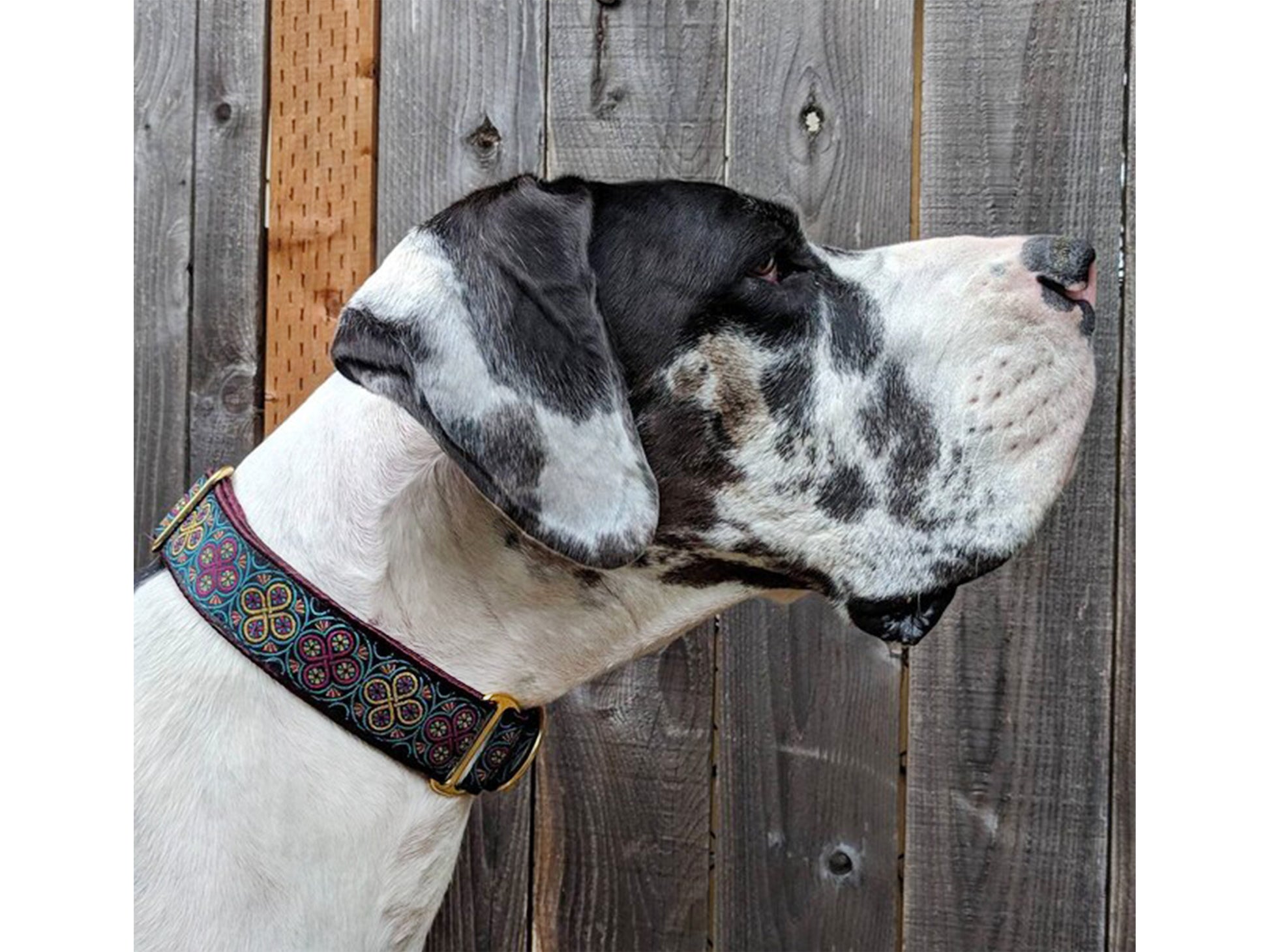 Great Dane wearing the 1.5 Inch Wide Plum, Teal Blarney Martingale Dog Collar by The Hound Haberdashery