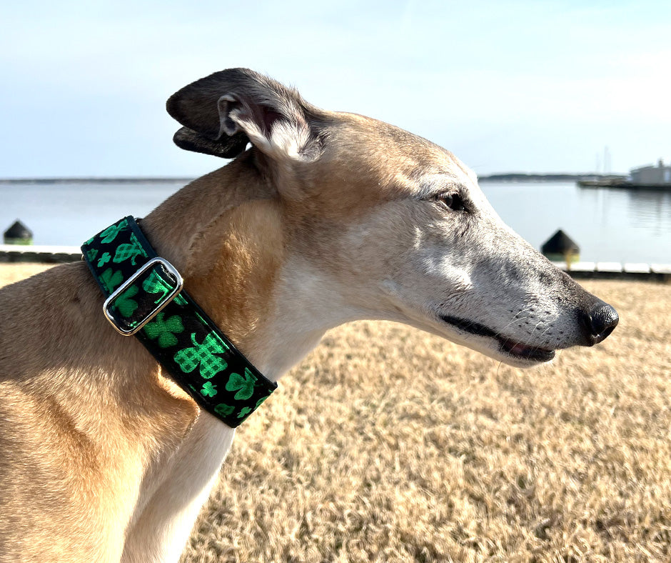 Festive Shamrocks - Martingale or Buckle Dog Collar - 1.5" Width