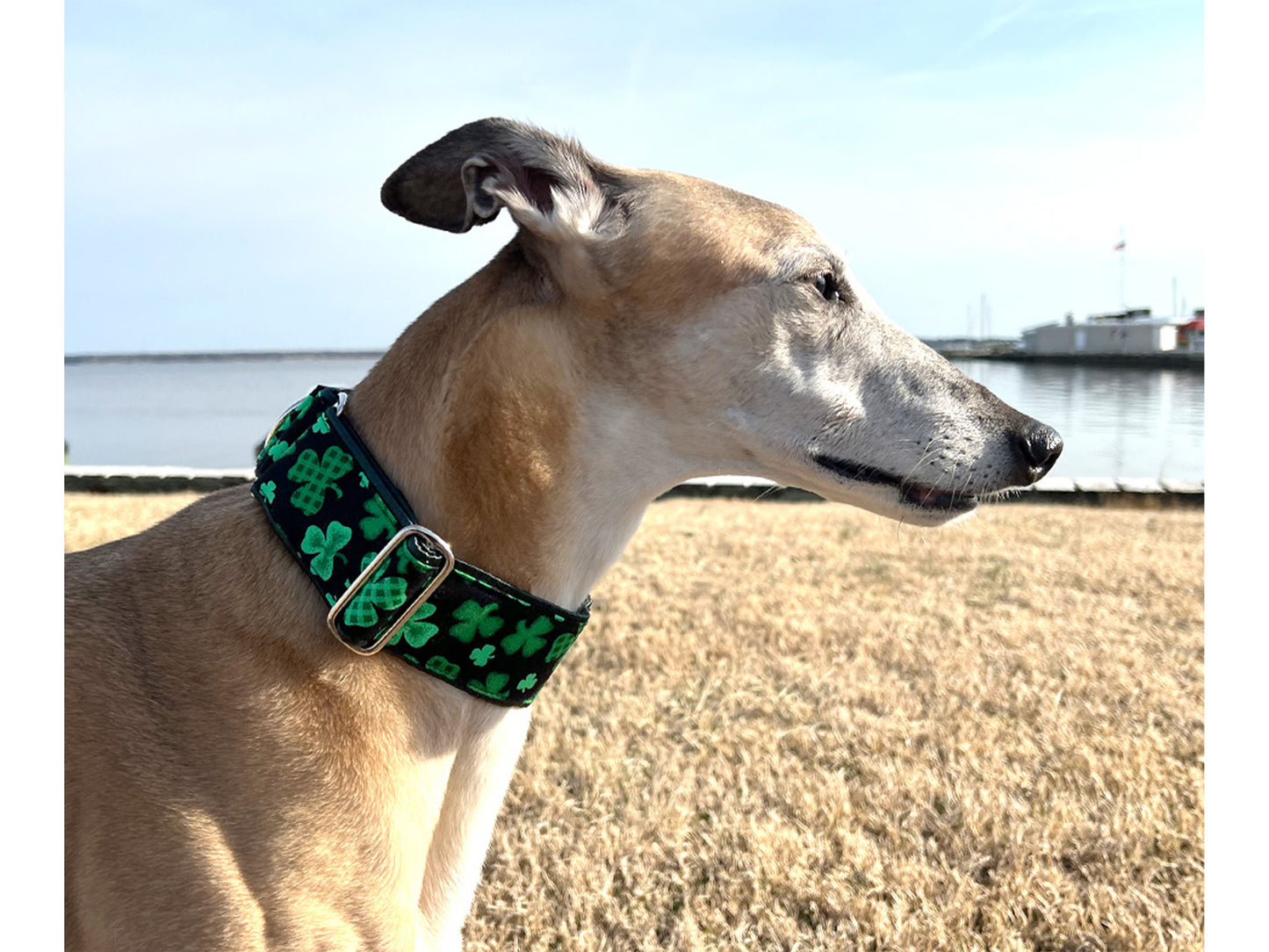 Greyhound wearing the 2 Inch Wide Shamrock Martingale Dog Collar by The Hound Haberdashery