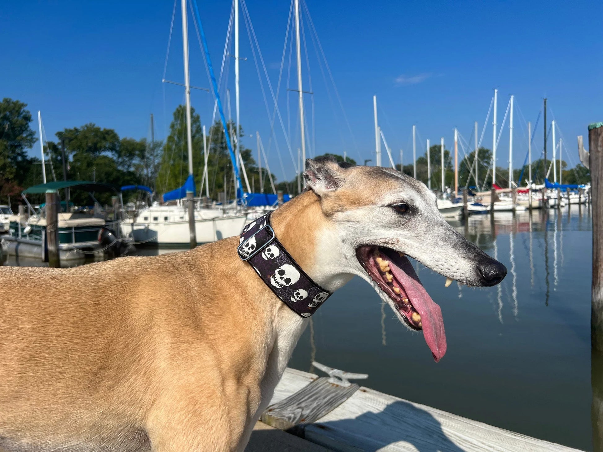 Greyhound wearing the 2 Inch Wide Spooky Skulls Dog Collar by The Hound Haberdashery