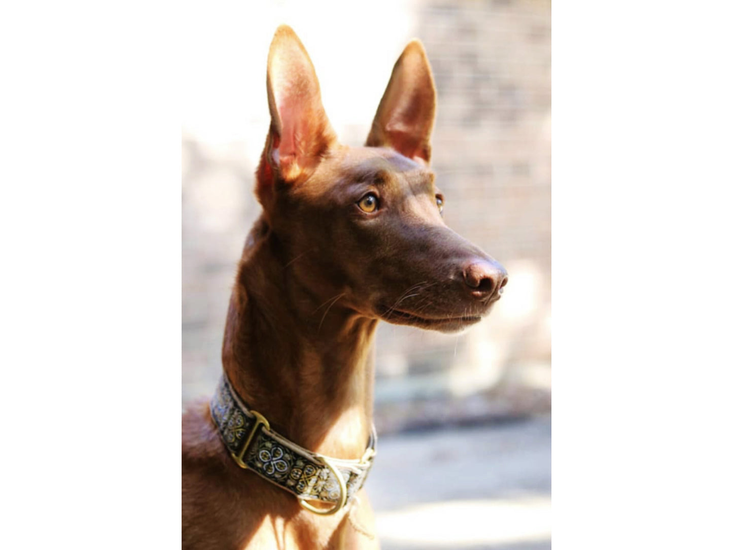 Pharaoh Hound in 1.5 Inch Wide Gold, Silver Blarney Dog Collar by The Hound Haberdashery