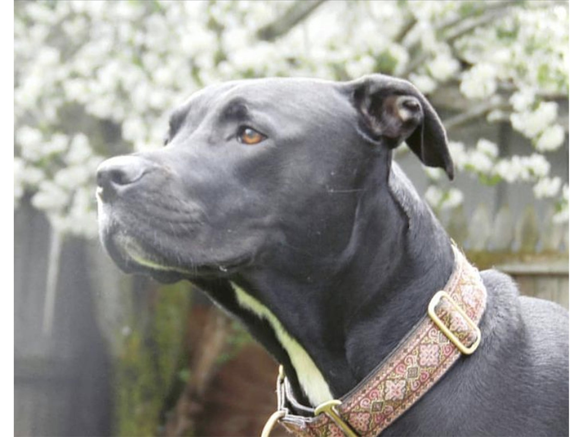 Pitbull wearing the 1.5 Inch Wide Brown, Pink Nobility Martingale Dog Collar by The Hound Haberdashery