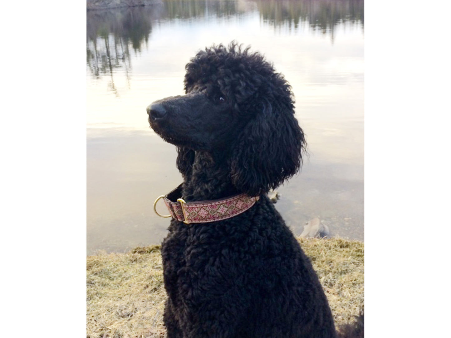 Poodle wearing the 1.5 Inch Wide Brown, Pink Nobility Martingale Dog Collar by The Hound Haberdashery