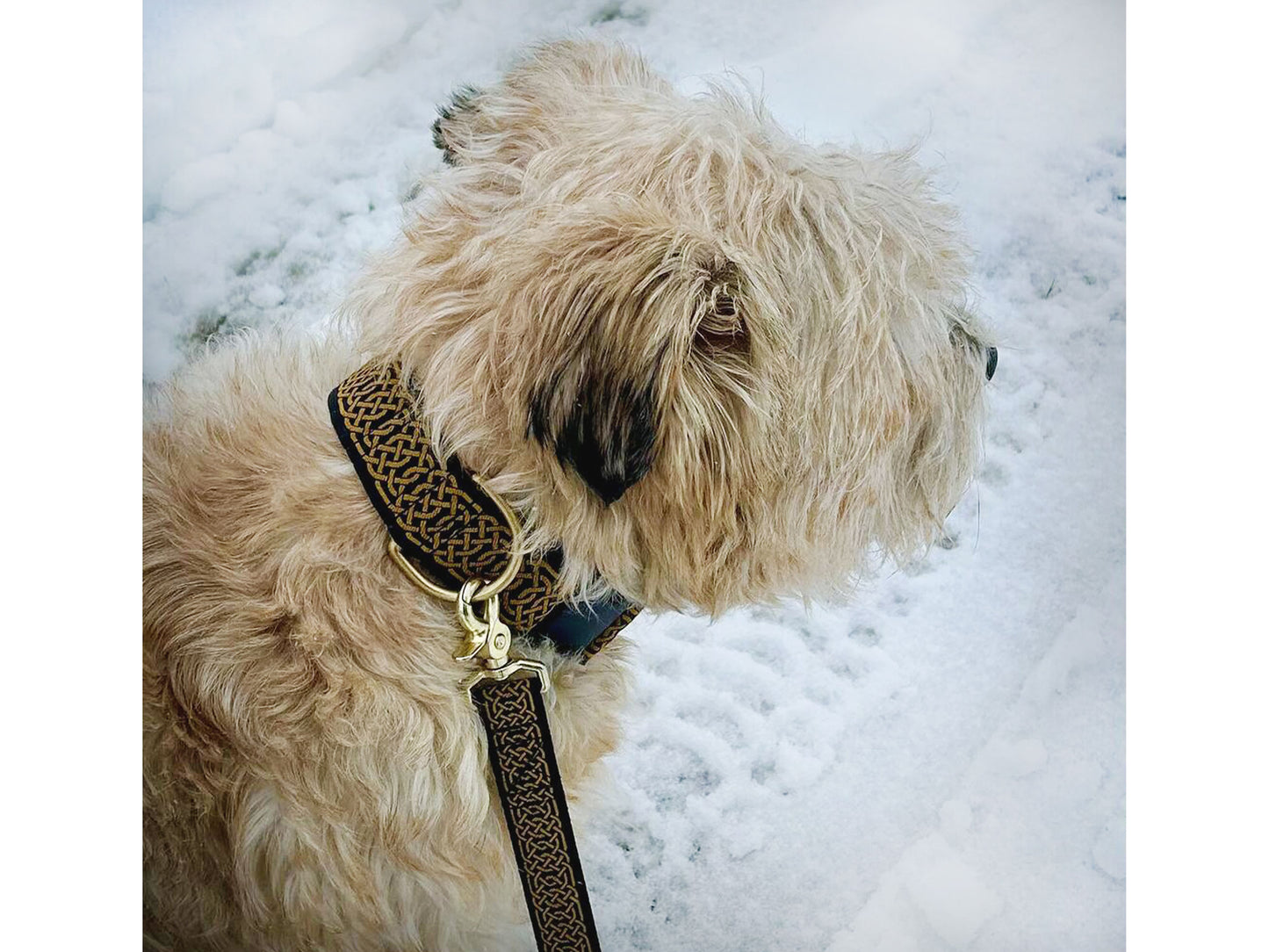 Dog wearing 1.5 Inch Wide Black & Old Gold Wexford Celtic Braid Dog Collar by The Hound Haberdashery