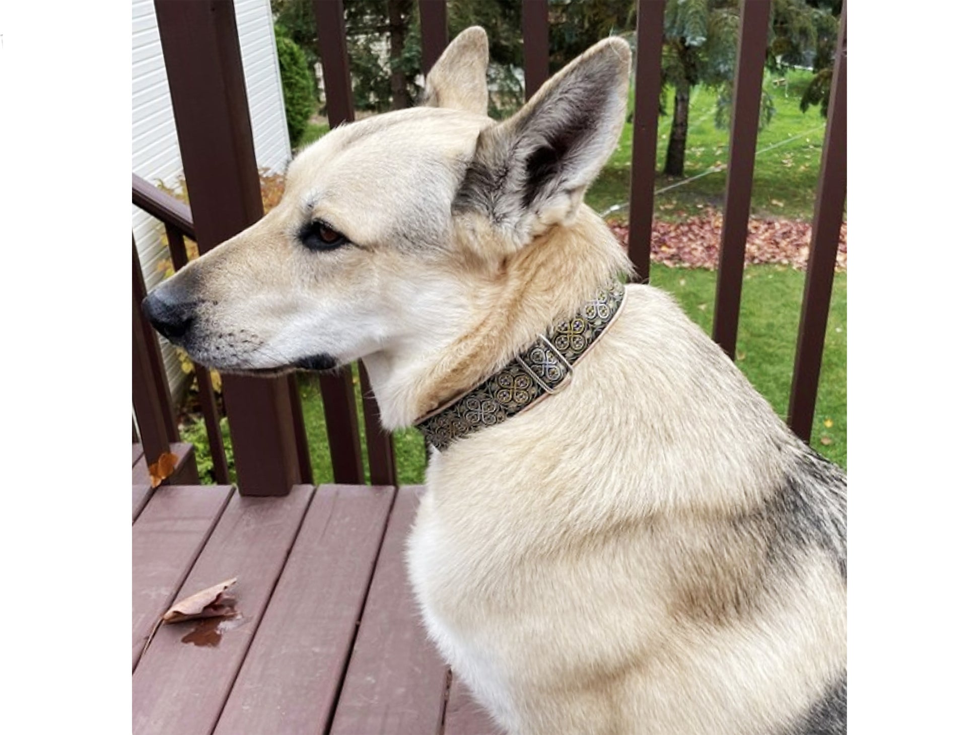 Dog wearing the 1.5 Inch Wide Gold, Silver Blarney Dog Collar by The Hound Haberdashery