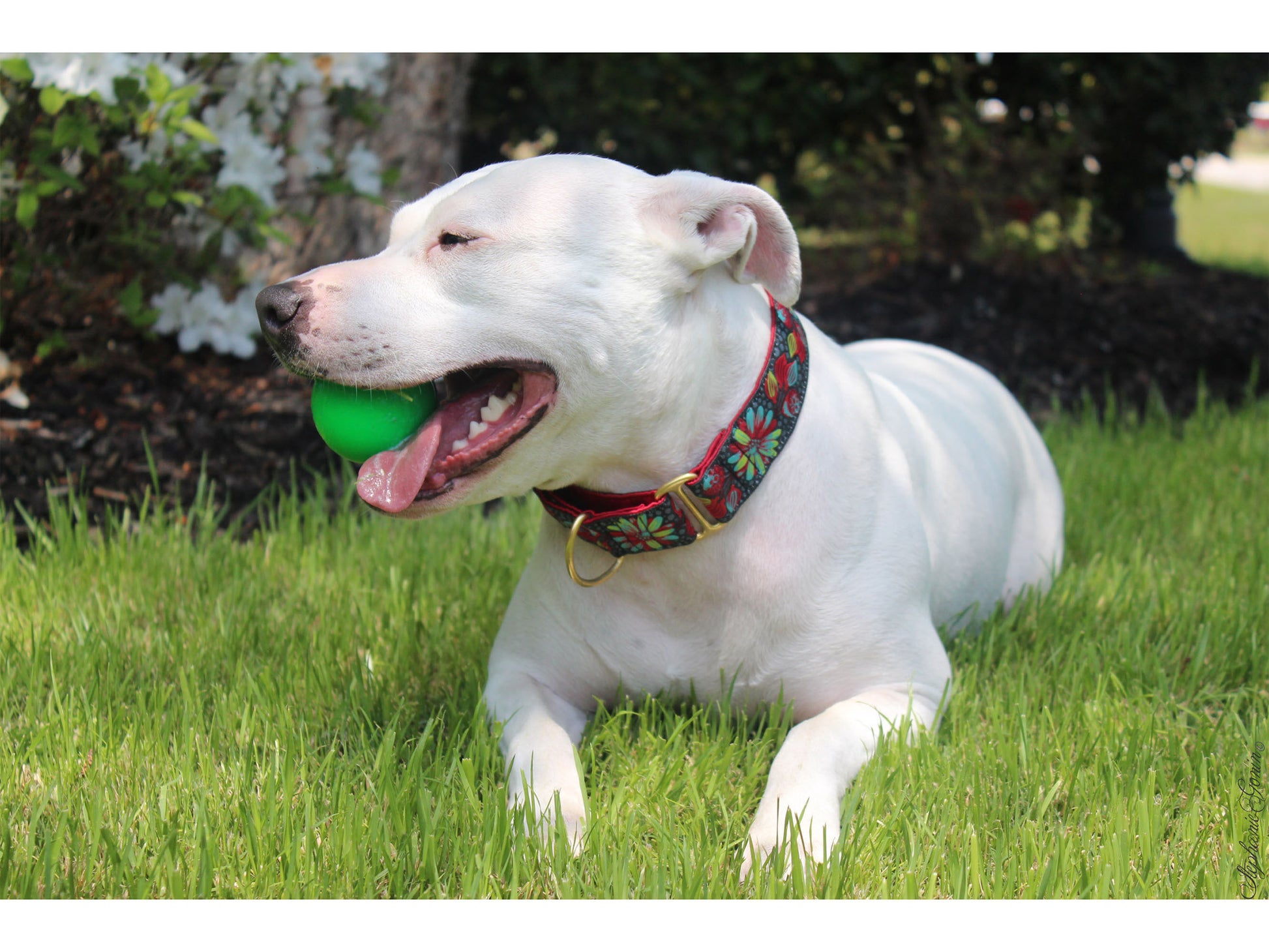 White Pitbull wearing 1.5 Inch Wide Pop Art Petals Martingale Dog Collar by The Hound Haberdashery